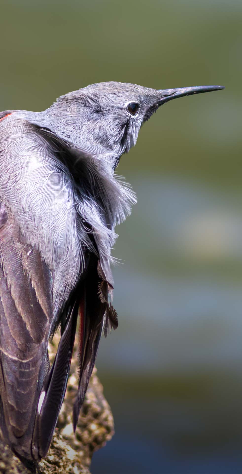 A rare bird spotted in Bhutan's forests